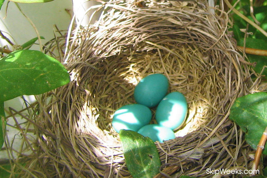 Robin Eggs