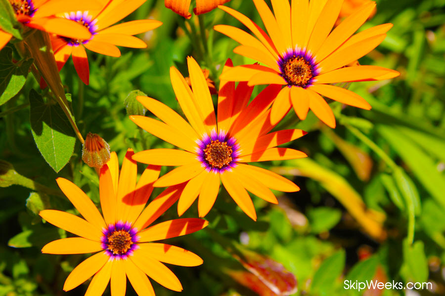 Osteospermum flowers