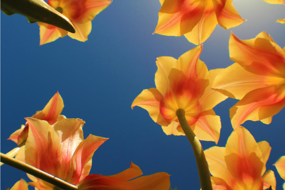 Thanksgiving Point Tulips